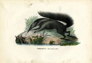 Obří mravenečník, 1863-79